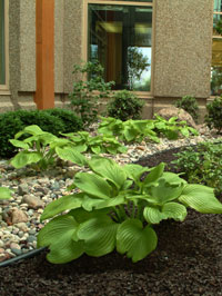 Corporate Decorative Landscaping - Brown Rubber Mulch