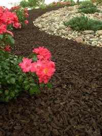 Roses and Brown Rubber Mulch for Gardens and Landscapes
